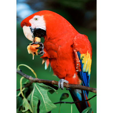 Scarlet Macaw - 3D Lenticular Postcard Greeting Card