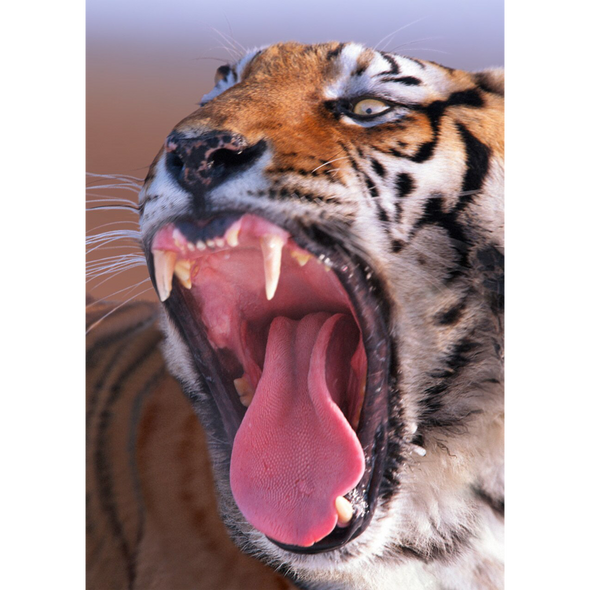 Siberian Tiger roaring (China)  - 3D Lenticular Postcard Greeting Card