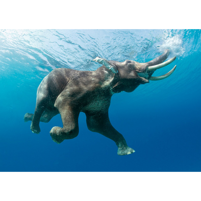 Elephant swimming underwater - 3D Lenticular Postcard Greeting Card