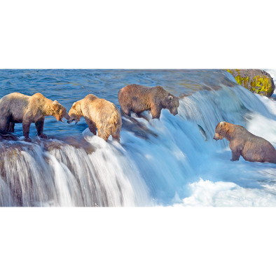 Grizzly Bears Fishing - 3D Lenticular Postcard Greeting Card - Oversize