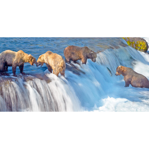 Grizzly Bears Fishing - 3D Lenticular Postcard Greeting Card - Oversize