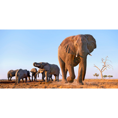 African Elephants - 3D Lenticular Postcard Greeting Card - Oversize