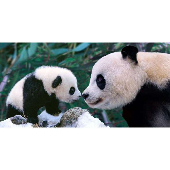 Panda mother nose to nose with cub - 3D Lenticular Postcard Greeting Card - Oversize