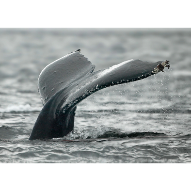 Fluke of a Humpback Whale - 3D Lenticular Postcard Greeting Card