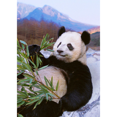 Giant Panda Relaxing - 3D Lenticular Postcard Greeting Card