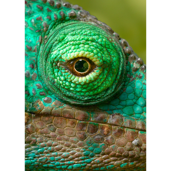 Animal postcard - Eye of a Parson's Chameleon
