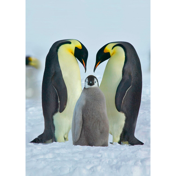 Marine Animal Postcard - Emperor Penguin Family 