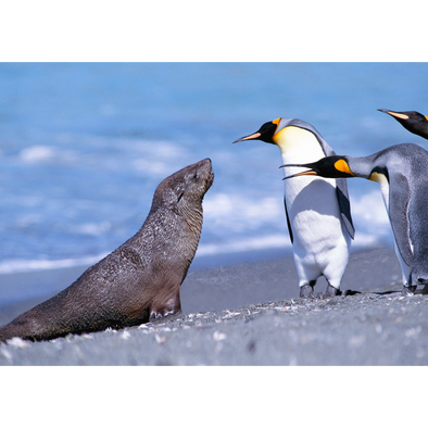 Marine Animal Postcard - King Penguins and Fur Seal