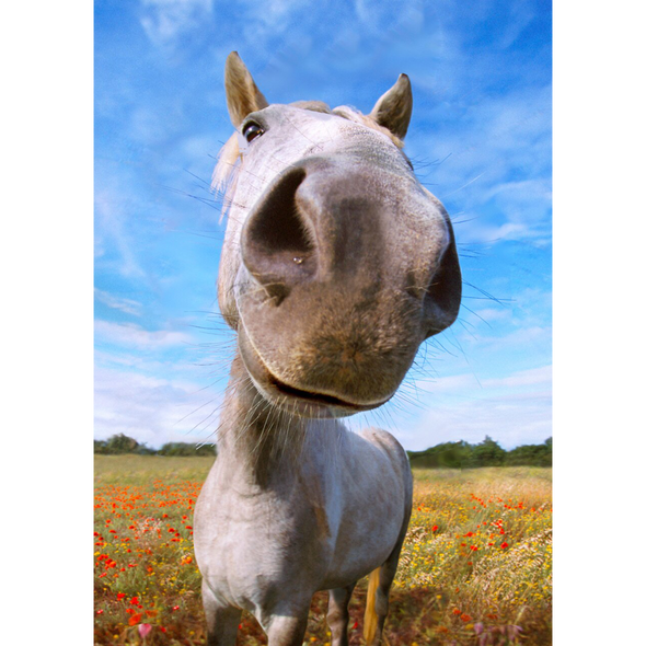 Nosy Horse - 3D Lenticular Postcard Greeting Card