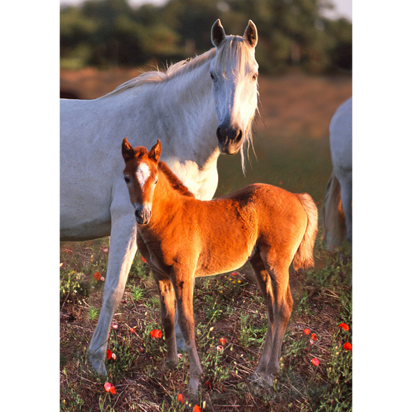 The Camargue horse with foal - France - 3D Lenticular Postcard Greeting Card