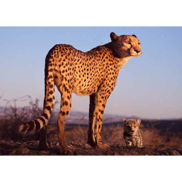 animals postcard - Cheetah Mother and Cub 