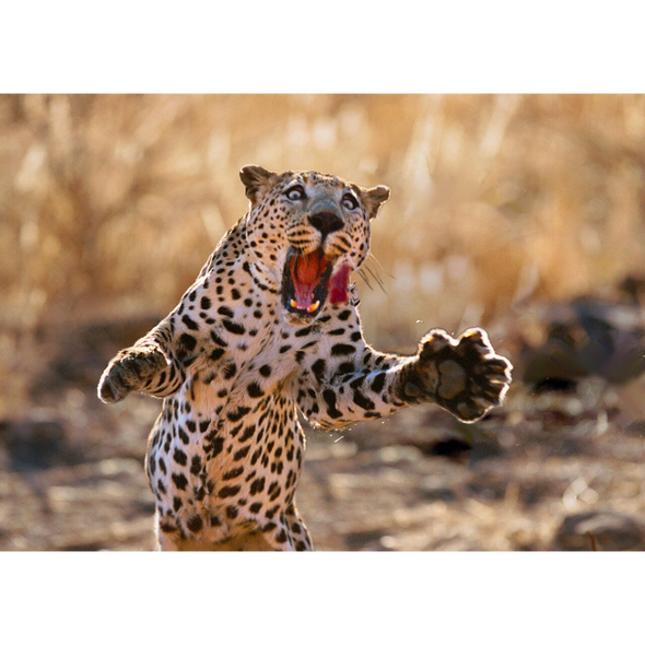 Animal postcard - Leopard Pouncing on Prey 