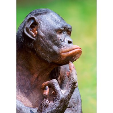 Bonobo thinking (Pygmy Chimpanzee) - 3D Lenticular Postcard Greeting Card