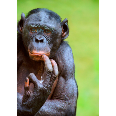 Bonobo brooding (Pygmy Chimpanzee) - 3D Lenticular Postcard Greeting Card
