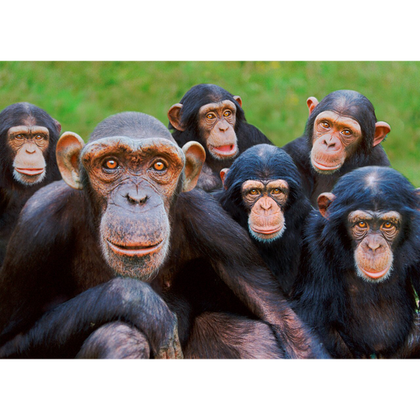 Orphan Chimpanzees - 3D Lenticular Postcard Greeting Card