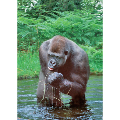 Wild Animal Postcard - Western Lowland Gorilla 