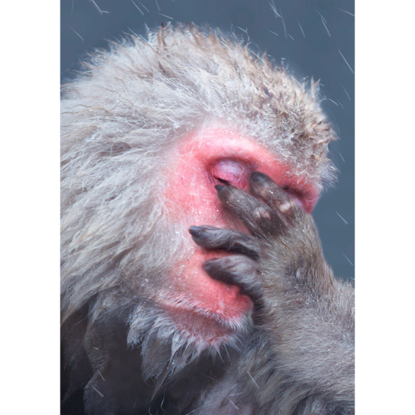 Snow Monkey sleeping - 3D Lenticular Postcard Greeting Card