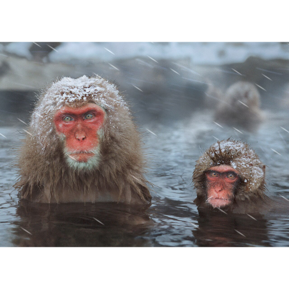 Snow Monkeys Bathing - 3D Lenticular Postcard Greeting Card