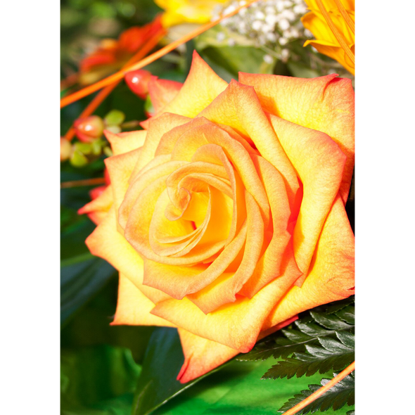 Yellow Rose - 3D Lenticular Postcard Greeting Card