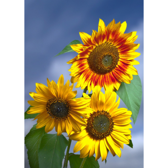 Sunflowers - 3D Lenticular Postcard Greeting Card