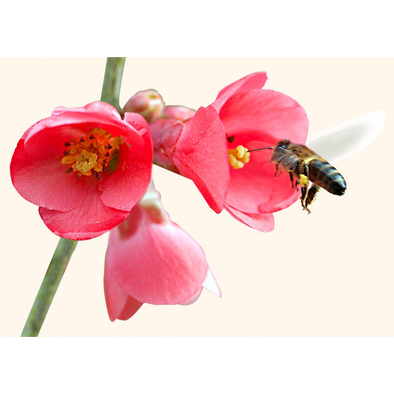 Bee Collecting Nectar - 3D Lenticular Postcard Greeting Card