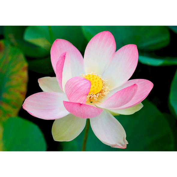 Lotus Blossom - 3D Lenticular Postcard Greeting Card