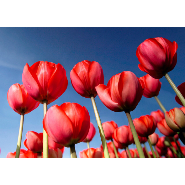 Tulips - 3D Lenticular Postcard Greeting Card