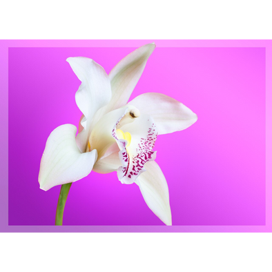 White Orchid  - 3D Lenticular Postcard Greeting Card