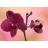 Orchids - 3D Action Lenticular Postcard Greeting Card