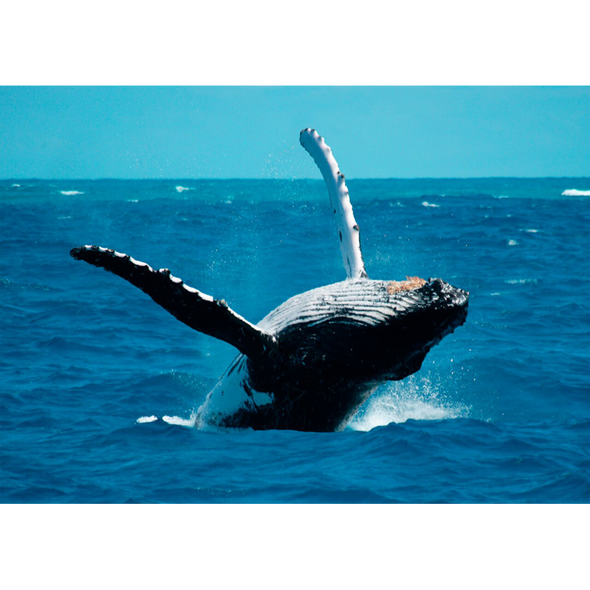 Humpback Whale Breaching - 3D Lenticular Postcard Greeting Card