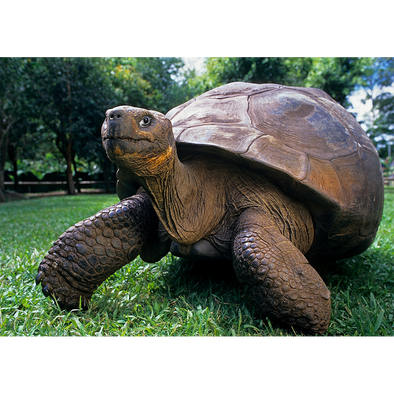 Giant Galapagos Tortoise - 3D Lenticular Postcard Greeting Card