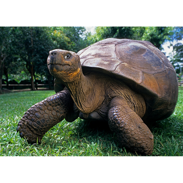 Giant Galapagos Tortoise - 3D Lenticular Postcard Greeting Card