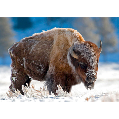 American Bison in Snow - 3D Lenticular Postcard Greeting Card