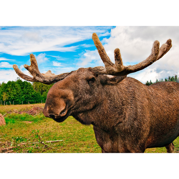 Moose - 3D Lenticular Postcard Greeting Card