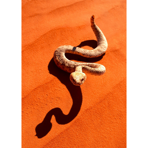Wild Animal Postcard - Sidewinder Rattlesnake