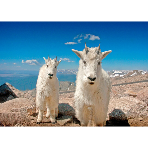 Mountain Goats, Colorado - 3D Lenticular Postcard Greeting Card