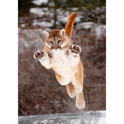 Cougar jumping - 3D Lenticular Postcard Greeting Card