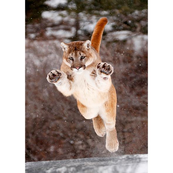 Cougar jumping - 3D Lenticular Postcard Greeting Card