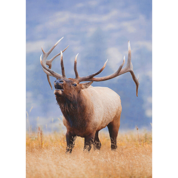 Rocky Mountain Elk - 3D Lenticular Postcard Greeting Card
