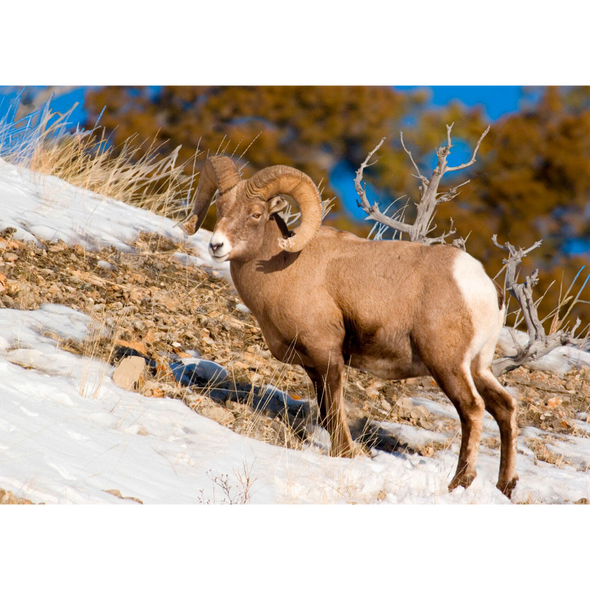 Bighorn Sheep - 3D Lenticular Postcard Greeting Card