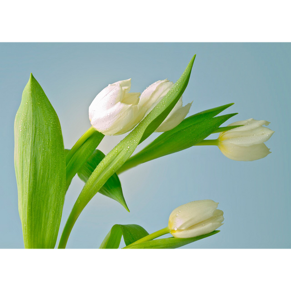 White Tulips - 3D Lenticular Postcard Greeting Card