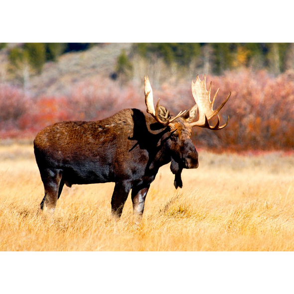 Bull Moose - 3D Lenticular Postcard Greeting Card