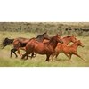 Wild Horses Running - 3D Action Lenticular Postcard Greeting Card - Oversize