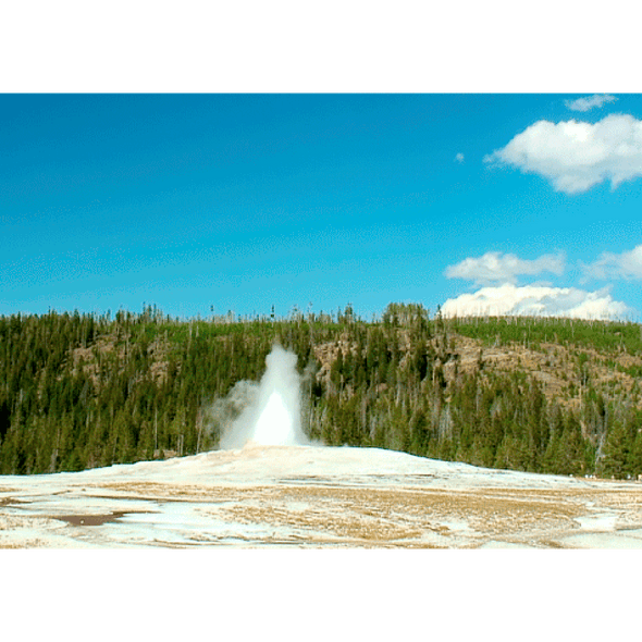 Old Faithful erupting, Yellowstone - 3D Action Lenticular Postcard Greeting Card