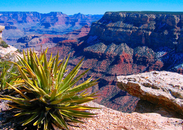 Grand Canyon National Park with Yucca - 3D Lenticular Postcard Greeting Card