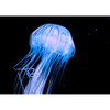 Jellyfish In Motion - 3D Action Lenticular Postcard Greeting Card