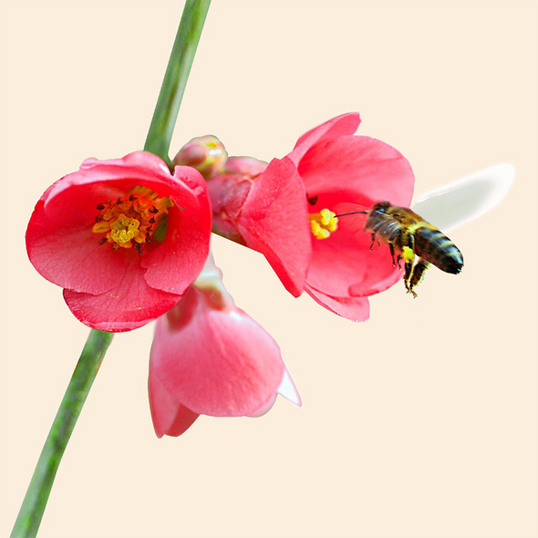 Bee Collecting Nectar - 3D Lenticular Postcard Greeting Card - Maxi