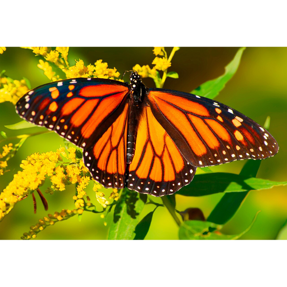 Monarch Butterfly on Blossom - 3D Lenticular Postcard Greeting Card