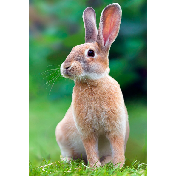 Rabbit Listening - 3D Lenticular Postcard Greeting Card