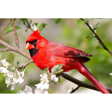 Male Northern Cardinal - 3D Lenticular Postcard Greeting Card